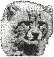 Snow Leopard
